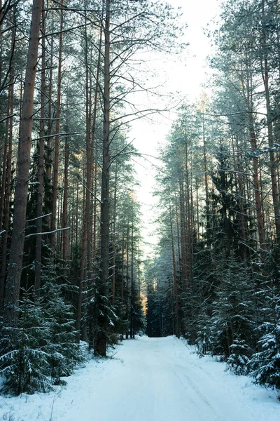 Concentrazione Selettiva Foresta Mista Neve Con Conifere Sentieri Nella Regione — Foto Stock