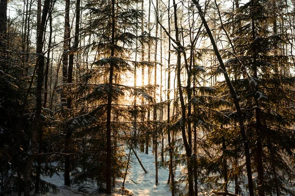 Concentrazione Selettiva Foresta Mista Neve Con Conifere Sentieri Nella Regione — Foto Stock