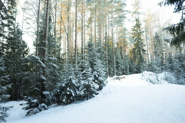 Concentrazione Selettiva Foresta Mista Neve Con Conifere Sentieri Nella Regione — Foto Stock