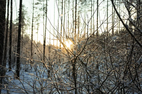 Concentrazione Selettiva Foresta Mista Neve Con Conifere Sentieri Nella Regione — Foto Stock