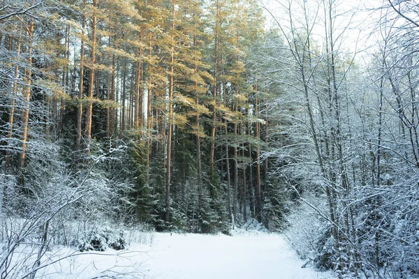 Szelektív fókusz. hó vegyes erdő — Stock Fotó