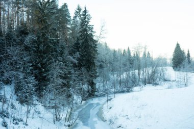 Seçici odaklanma. Leningrad bölgesinde karla karışık kozalaklı ağaçlar ve patikalar. Ocak 2021