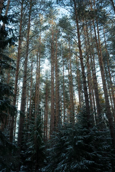 Szelektív Fókusz Vegyes Erdő Tűlevelű Fák Ösvények Leningrádi Régióban 2021 — Stock Fotó