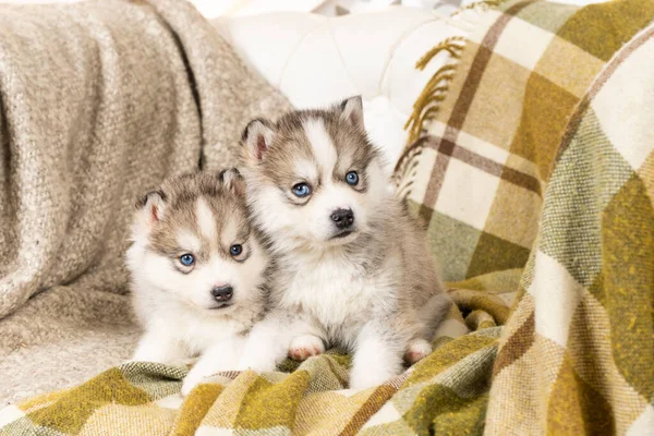 Tres Petits Chiots Husky Avec Un Nez Noir Et Des Yeux Bleus Chien Husky Stock Photo Tres Petits Chiots Husky Avec Un Nez Noir Et Des Yeux Bleus Chien Husky Stock Photo