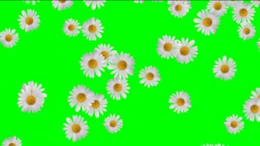 Bahar görüntüleri video arka plan. Güzel düşen gül yaprakları video görüntüleri düğün filmler için. Intro bahar filmleri düşen yaprakları ile düğün yükseldi. Düşen yaprakları Hd kalite düğün Intro video..