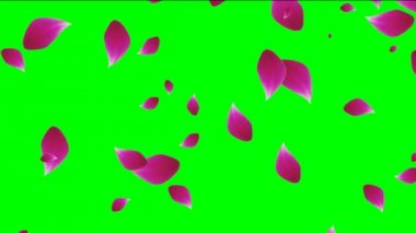 Bahar görüntüleri video arka plan. Güzel düşen gül yaprakları video görüntüleri düğün filmler için. Intro bahar filmleri düşen yaprakları ile düğün yükseldi. Düşen yaprakları Hd kalite düğün Intro video..