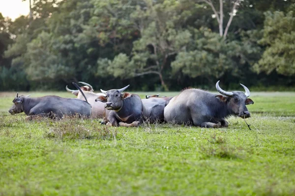 Stado krów, leżąc na trawie — Zdjęcie stockowe