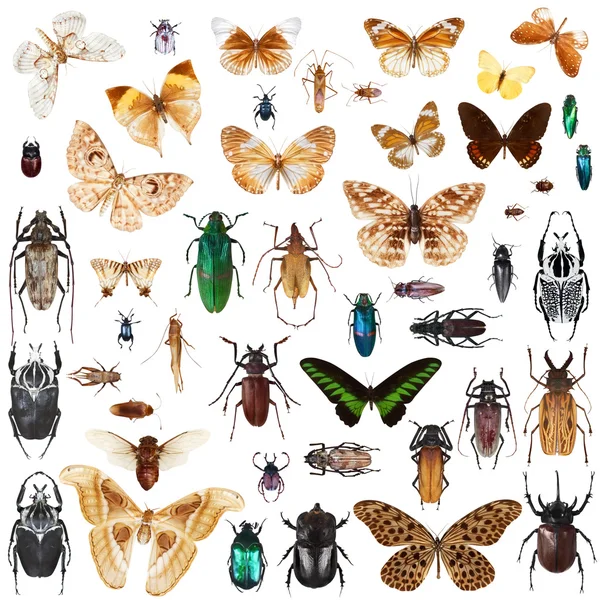 Набор насекомых на белом фоне — стоковое фото