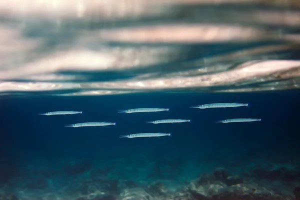 Рибний шов в океані — стокове фото