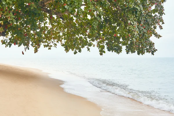 Playa paradisíaca en isla tropical — Foto de Stock