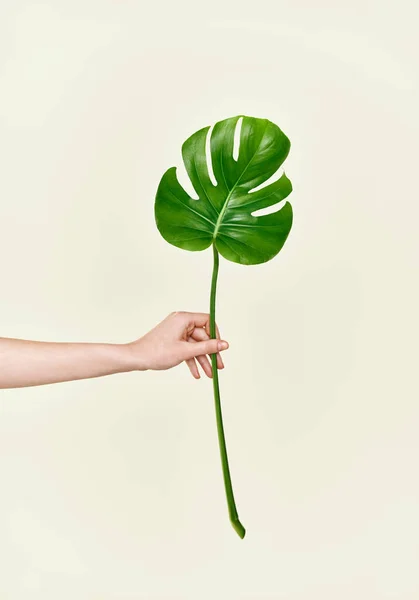 Weibliche Hand hält grüne tropische Blattmonstera — Stockfoto