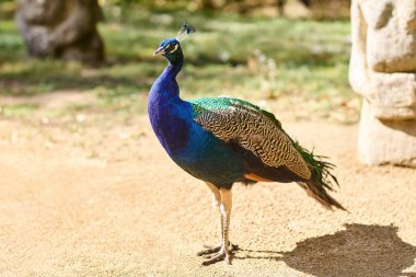 Peacock outdoors. Beauty of Nature