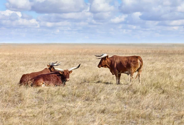 Ankole Watusi, nowoczesna amerykańska rasa bydła domowego, na łąkach dziewiczych stepów — Zdjęcie stockowe
