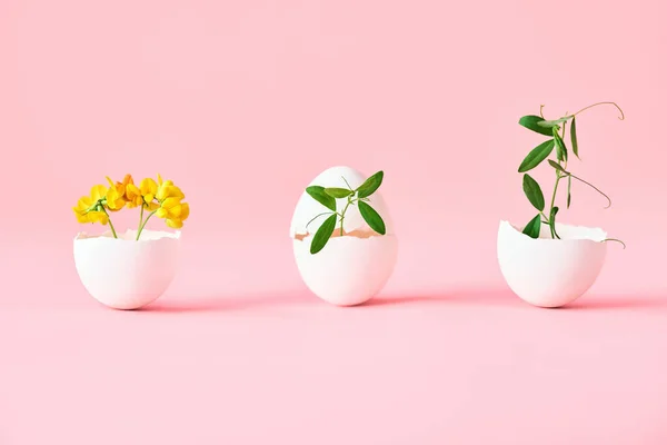 Blumen in Eierschale auf rosa Hintergrund — Stockfoto