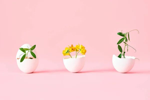 Blumen in Eierschale auf rosa Hintergrund — Stockfoto