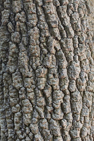 Tree bark — Stock Photo, Image