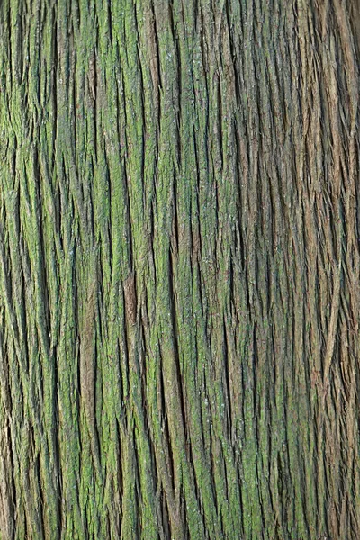 Tree bark — Stock Photo, Image