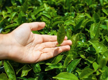 İnsan elinde çay yaprakları