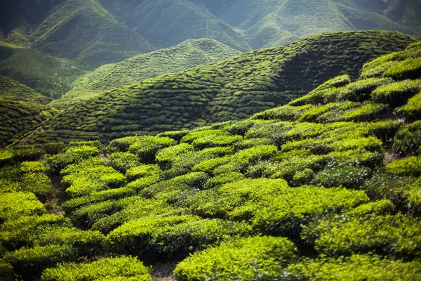 Teeplantage im Hochland von Kamerun — Stockfoto