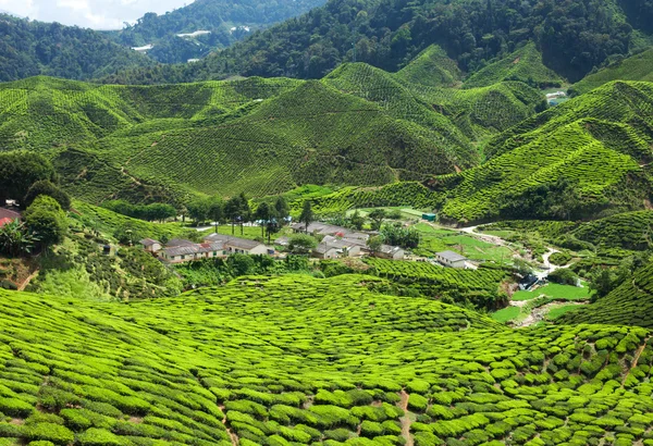 Teeplantage im Hochland von Kamerun — Stockfoto