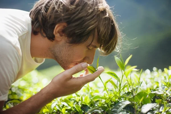 Hombre oliendo hojas de té — Foto de Stock