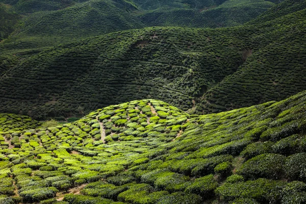 Teeplantage im Hochland von Kamerun — Stockfoto