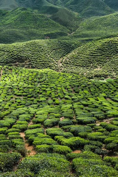 Teeplantage im Hochland von Kamerun — Stockfoto