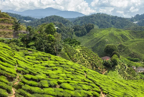 Teeplantage im Hochland von Kamerun — Stockfoto