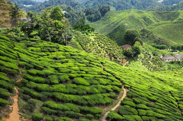 Teeplantage im Hochland von Kamerun — Stockfoto