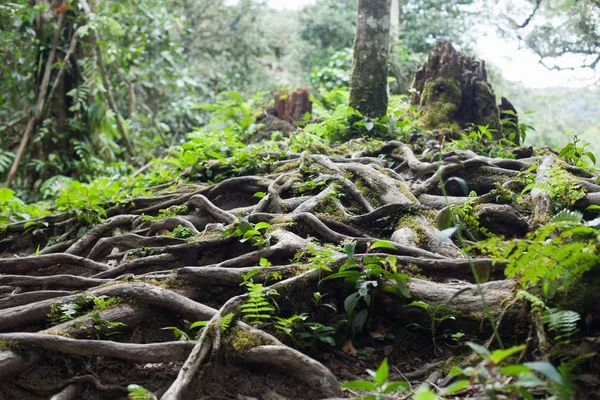 Коріння дерева в тропічних лісах — стокове фото