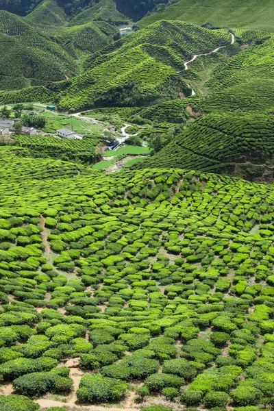 Teeplantage im Hochland von Kamerun — Stockfoto