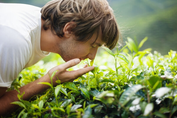 Man Smelling Tea Leaves