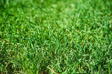 Doğal yeşil çimen dokusu