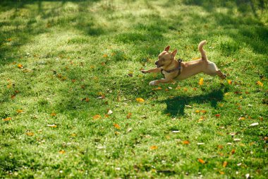 Kamu parkında yeşil çimlerde mutlu bir şekilde koşan komik küçük köpek. Etkinlik kavramı