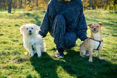 Parkta iki köpeğini eğiten bir kadın. Yürüyüş, evcil hayvan davranış konsepti. 