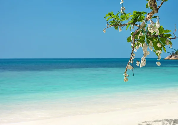 Drzewo na tropikalnej plaży — Zdjęcie stockowe