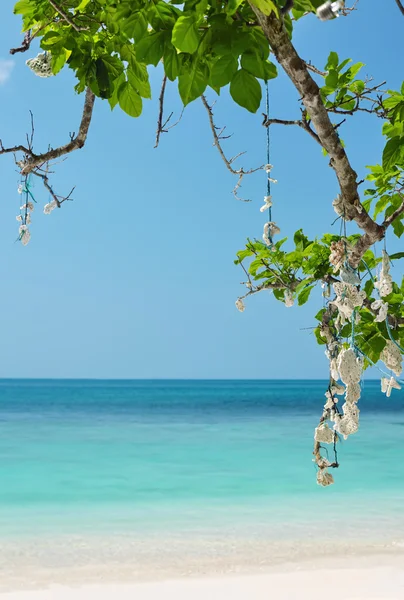 Дерево над тропічним пляжем — стокове фото