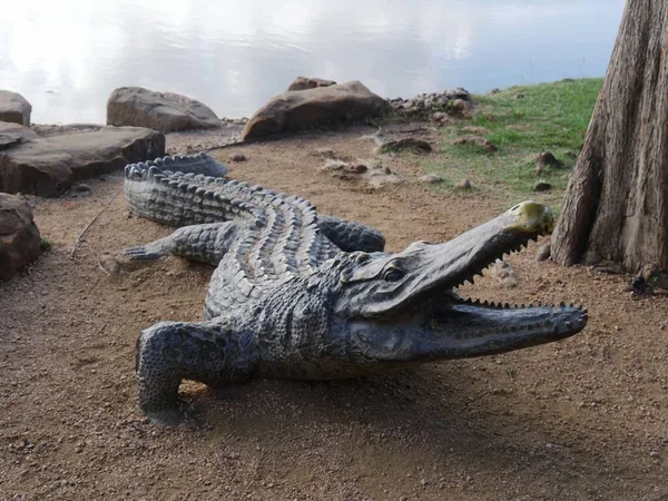 Ganzkörperansicht Eines Betonkrokodils Einem Öffentlichen Park — Stockfoto