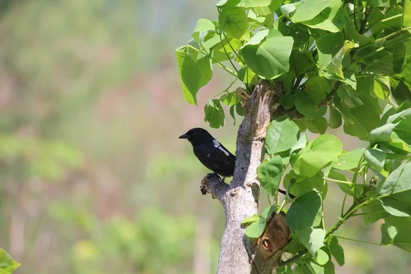 Silhueta Pássaro Preto Empoleirado Pequeno Ramo Uma Árvore — Fotografia de Stock