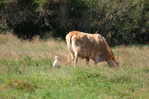 Visão Lateral Traseira Uma Vaca Marrom Pastando Uma Área Gramada — Fotografia de Stock