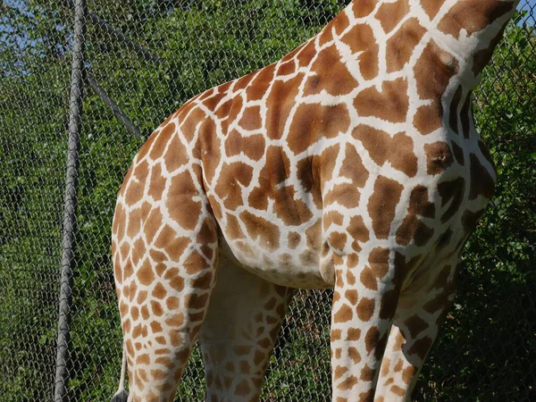 Fechar Corpo Uma Girafa Encostada Uma Cerca Arame Ciclone — Fotografia de Stock