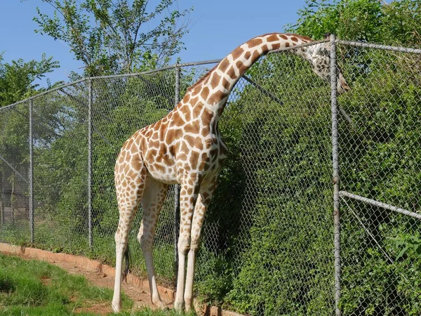 Giraff Livnär Sig Löv Från Trädtopp Andra Sidan Staketet — Stockfoto
