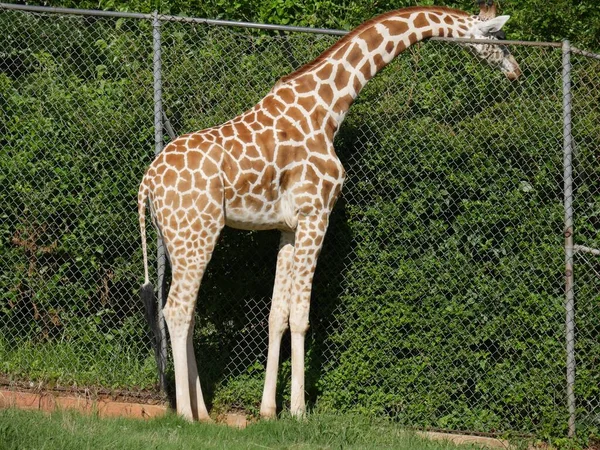 Veios Laterais Uma Girafa Alimentando Folhas Uma Copa Árvore Outro — Fotografia de Stock