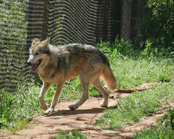 Lobo Cinzento Mexicano Anda Perto Uma Cerca Uma Área Gramada — Fotografia de Stock