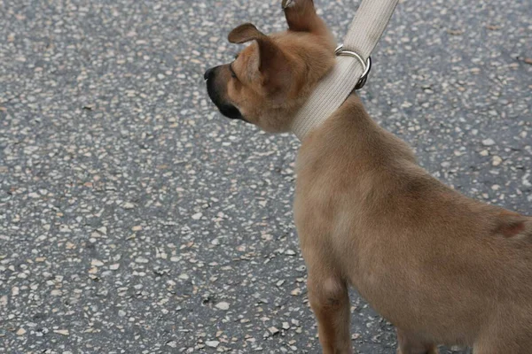 Cropped Downward Shot Brown Puppy Being Held Leash — Stock Photo, Image