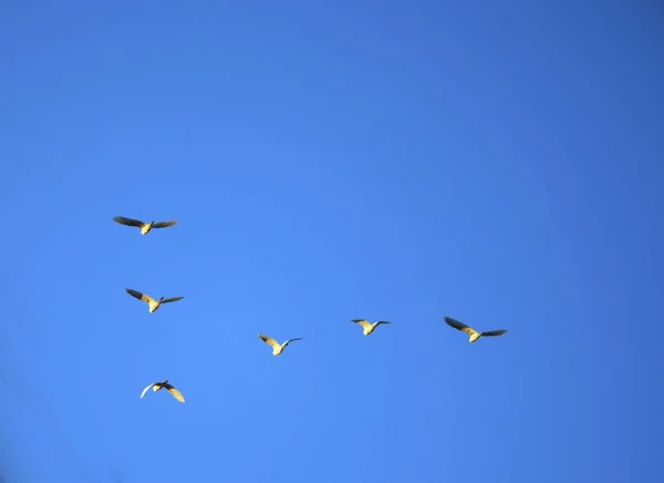 Wide shot of birds flying in formations in the blue skies