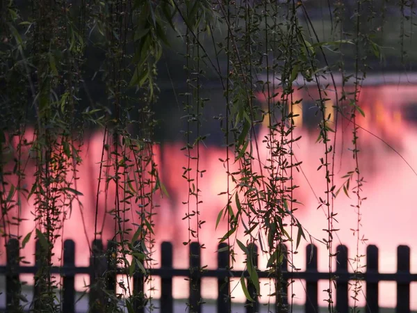 Volets Feuilles Saule Suspendus Sur Une Clôture Bois Avec Léger — Photo