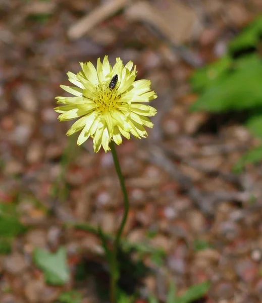 Fleur Marguerite Fleurie Jaune Avec Nectar Abeille Fond Doux — Photo