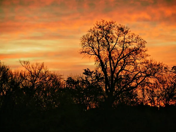 Trees Silhouetted Stunning Backdrop Sunset Skies — Stock Photo, Image