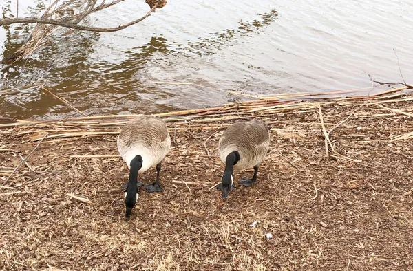 Deux Oies Picorent Aux Miettes Bord Lac — Photo